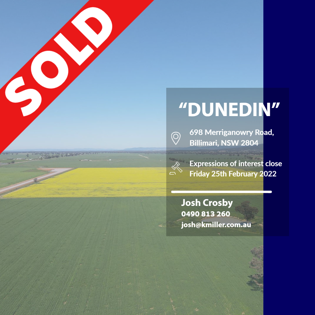 Dunedin Website (2)