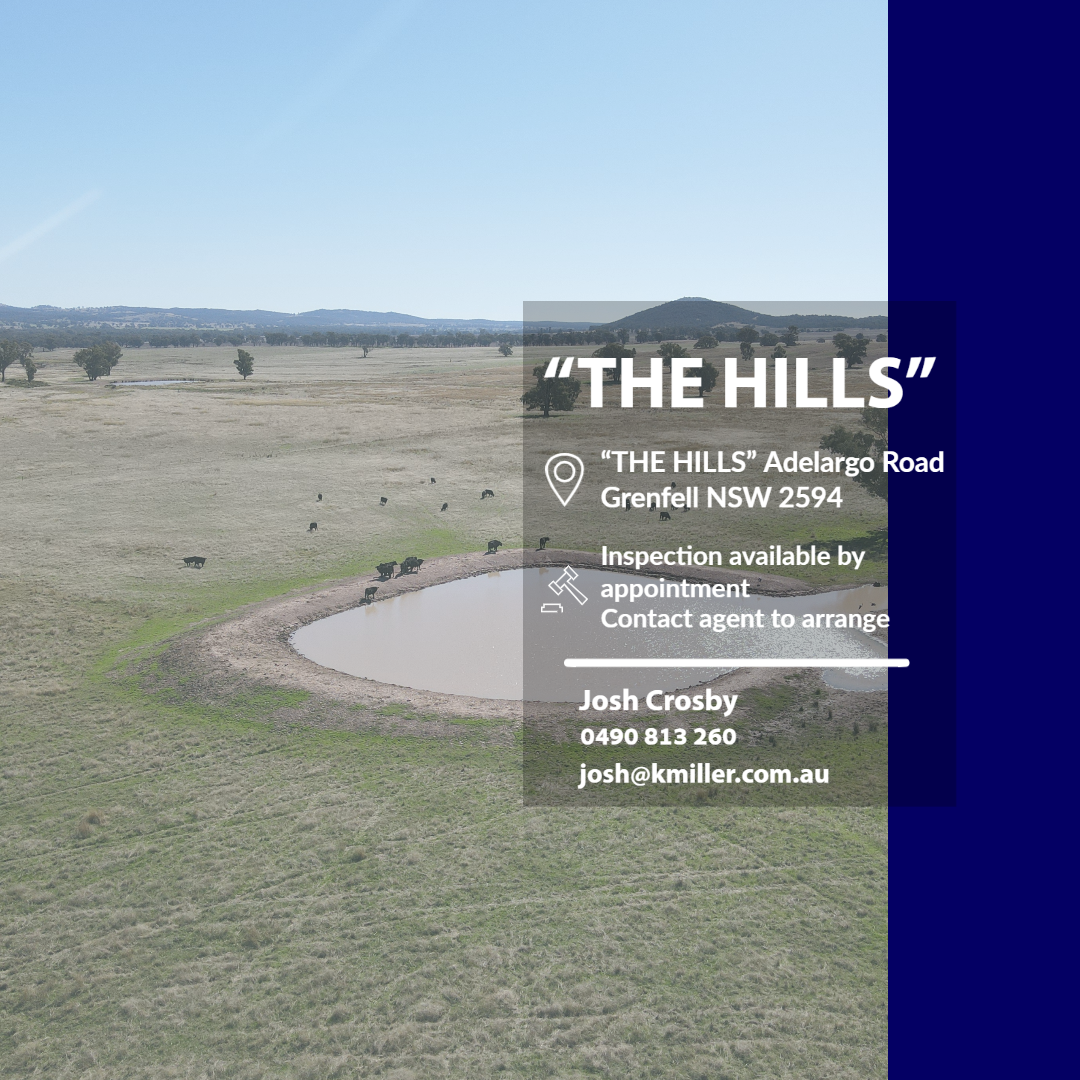 The Hills
